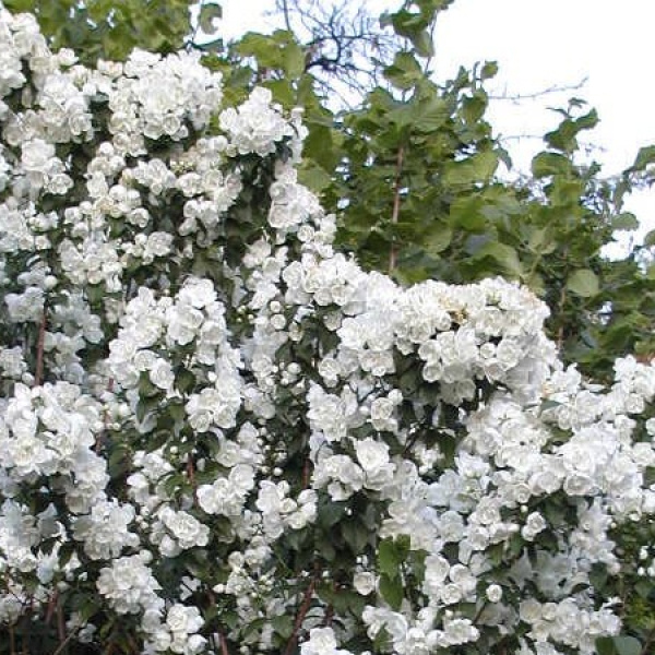 Чубушник девичий (виржиналь)