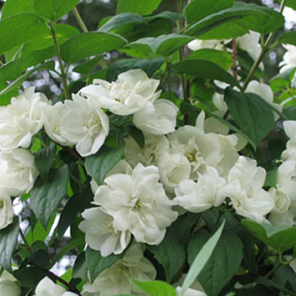 Чубушник дам бланш (dame blanche)