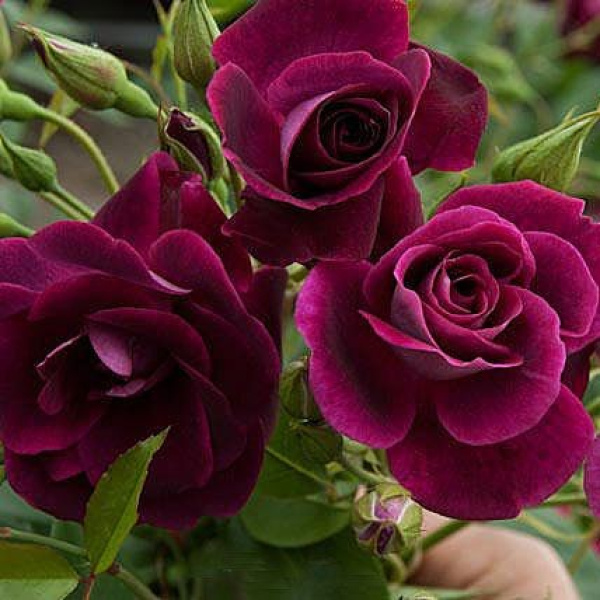 Роза штамбовая Бургунди Айс (Burgundy Ice) (при наведении)