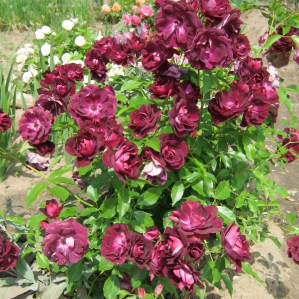 Роза штамбовая Бургунди Айс (Burgundy Ice)